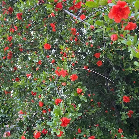 Apartament Del Poggio Poggio Mirteto